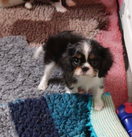 Du Clos Des Orphéanes - Chiots disponibles - Cavalier King Charles Spaniel