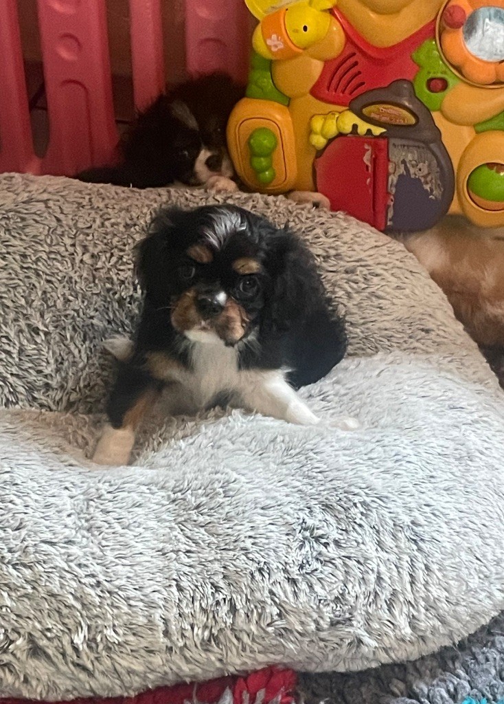 Du Clos Des Orphéanes - Cavalier King Charles Spaniel - Portée née le 10/04/2025