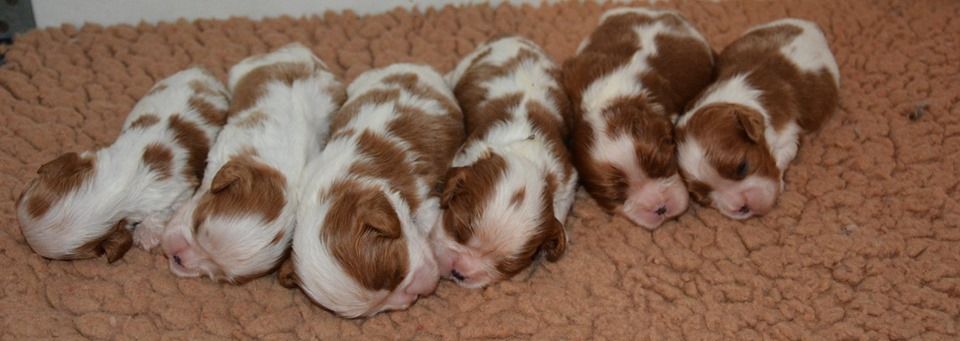 Du Clos Des Orphéanes - Cavalier King Charles Spaniel - Portée née le 11/09/2019