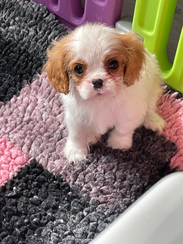 Du Clos Des Orphéanes - Chiots disponibles - Cavalier King Charles Spaniel