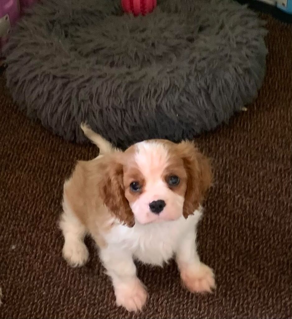 Du Clos Des Orphéanes - Cavalier King Charles Spaniel - Portée née le 08/03/2022