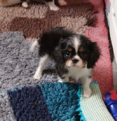 CHIOT 6