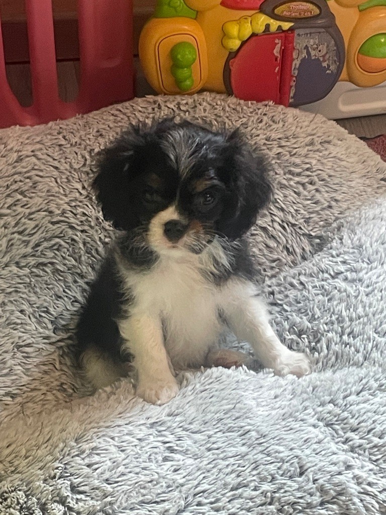 Du Clos Des Orphéanes - Chiots disponibles - Cavalier King Charles Spaniel