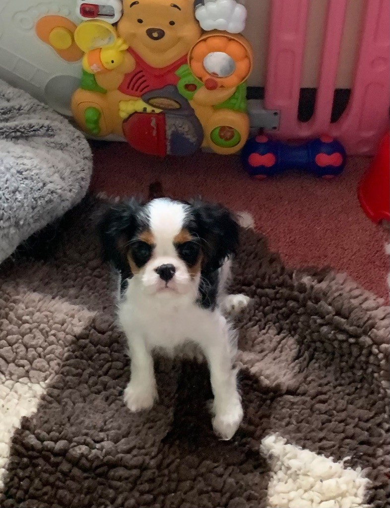 Du Clos Des Orphéanes - Chiots disponibles - Cavalier King Charles Spaniel